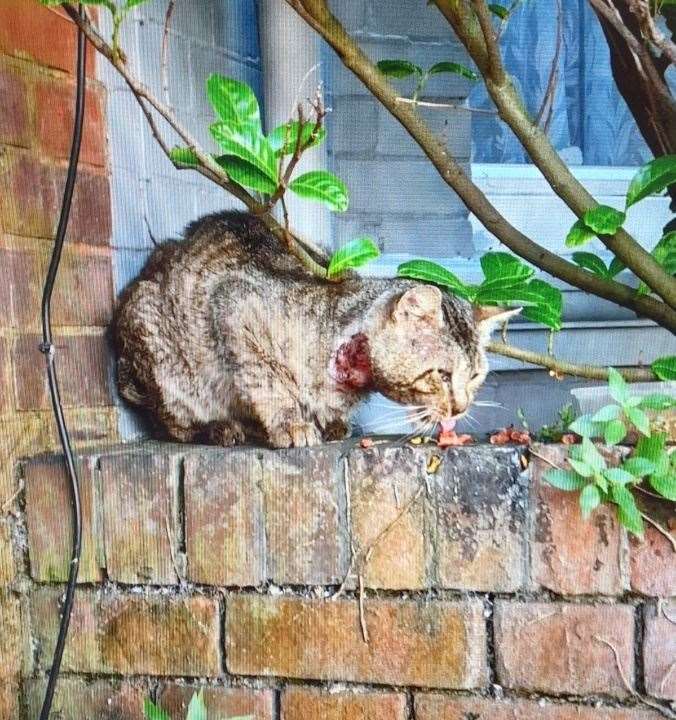 An injured unneutered feline that Cats in Crisis Thanet has caught. Picture: Cats in Crisis