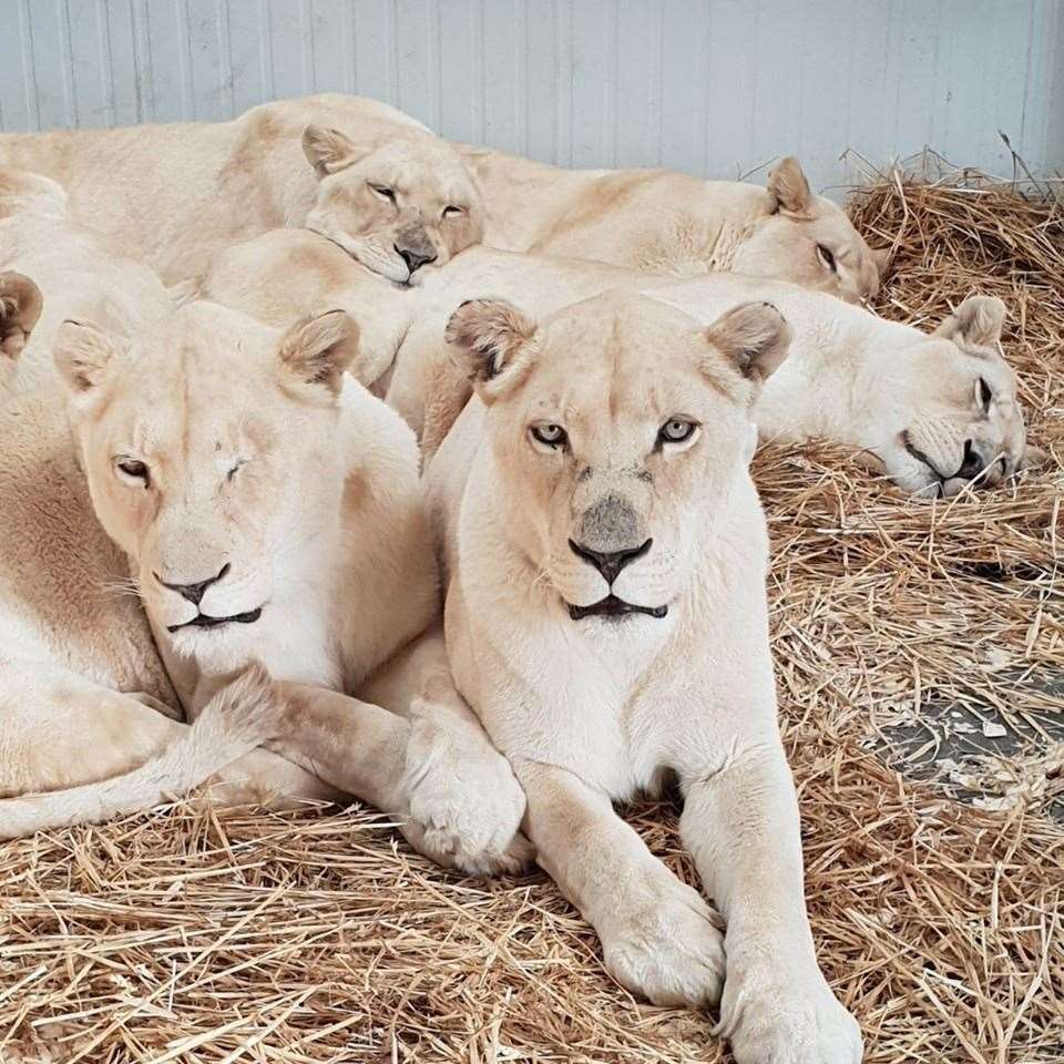 Sophie came to the santuary from Africa when she was five. Picture: Big Cat Sanctuary (11875300)