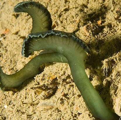 A green tongue spoon worm