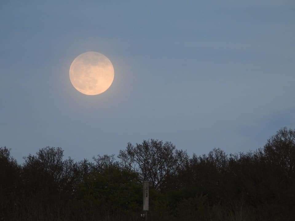 The Pink Moon pictured in April 2021 Photo: Glyn Moffitt