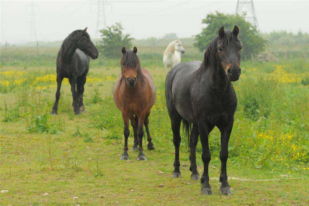 Horses in the field in Mark Lane, Gravesend