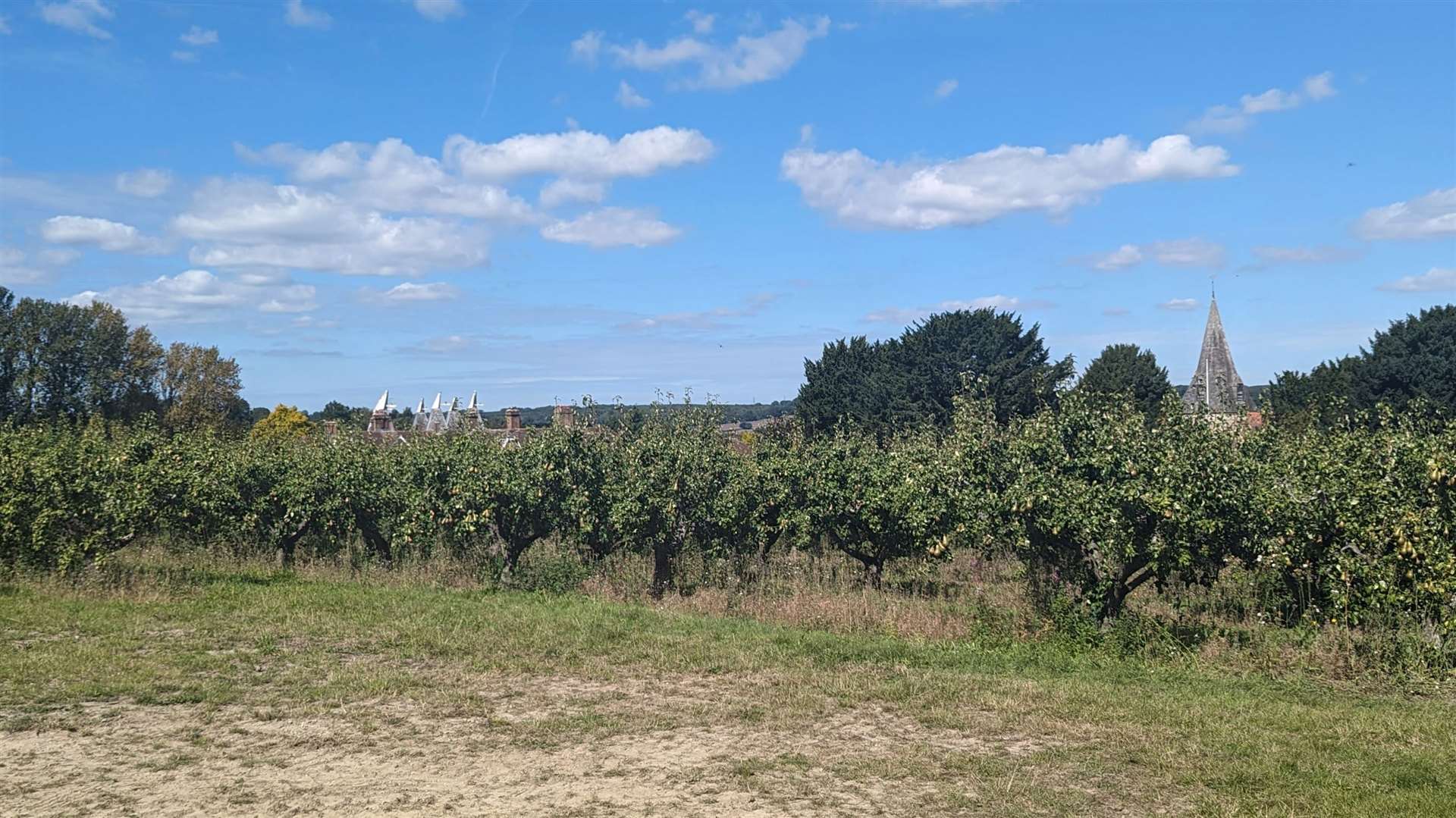 A view of oast houses and a church spire across the orchards