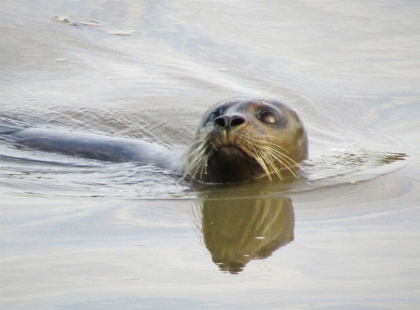 The seal was spotted in River Medway. Picture: Theresa Austin