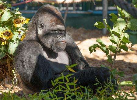 Djanghou doesn't seem too impressed by his floral foliage treat! Picture: Dave Rolfe.