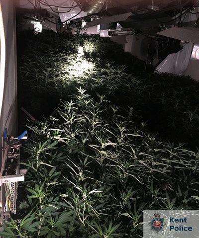 A large cannabis factory has been uncovered. Pic: Kent Police (2916013)