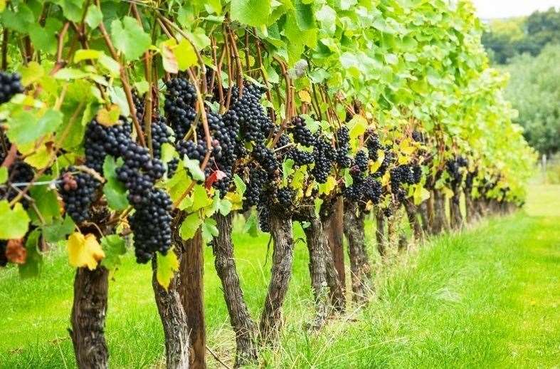 Hush Heath Estate is one of many Kent wineries now receiving international recognition for its wines