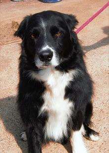 Collie dog abandoned on playing field in Lypmne