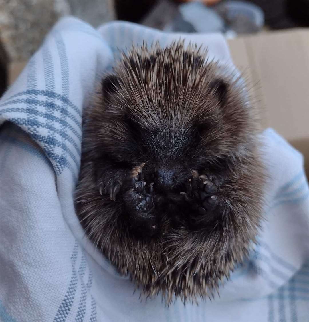 More than 60 hedgehogs like Betty have been cared for so far. Picture: Lisa Steward