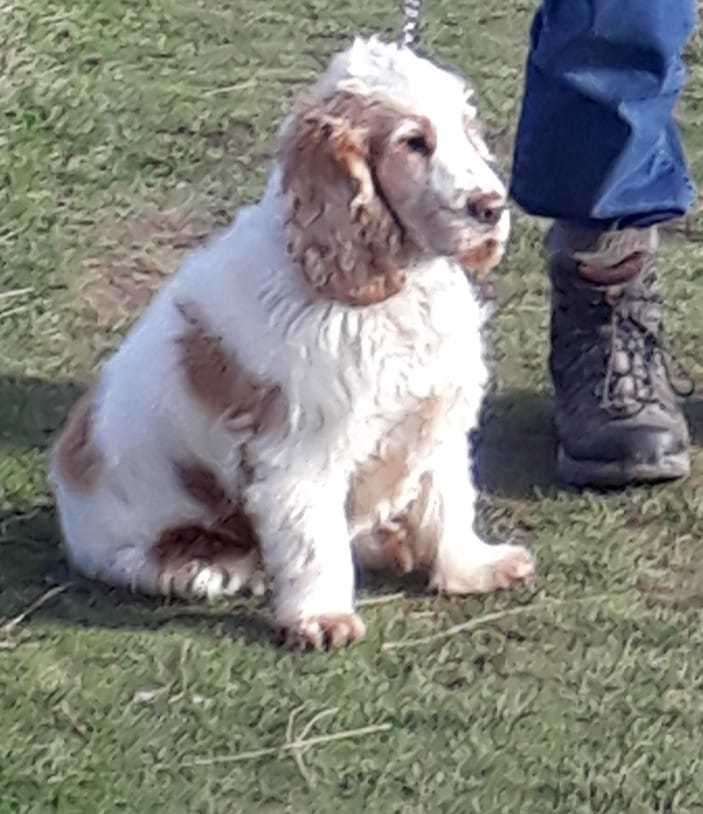 Daisy the dog was taken from Hollingbourne. Picture: Pam Marsh