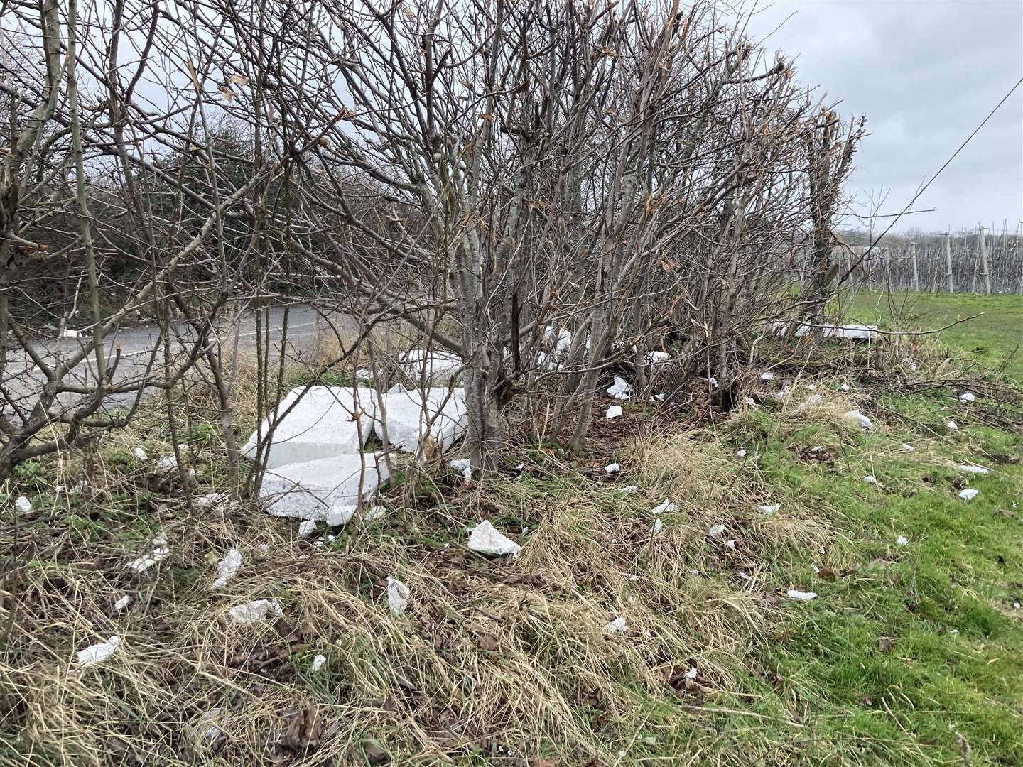Polystyrene and plastic blown into verges and trees in Rainham.