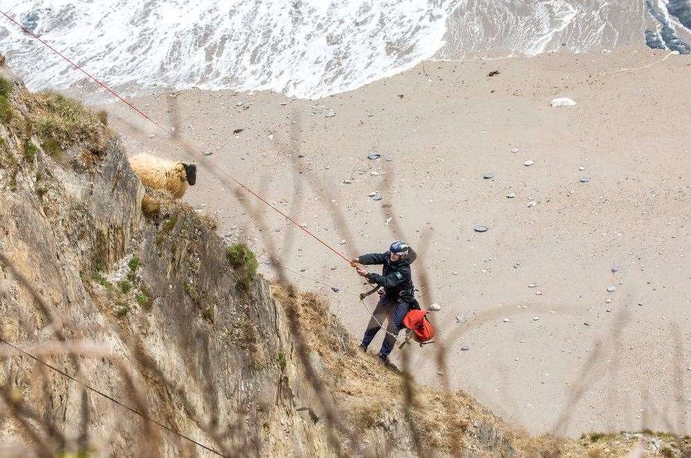 Rescuers come to the aid of a sheep stranded on a cliff in Devon