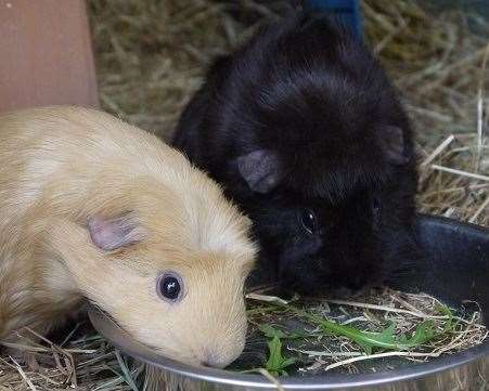 The centre takes in all types of animals, including guinea pigs