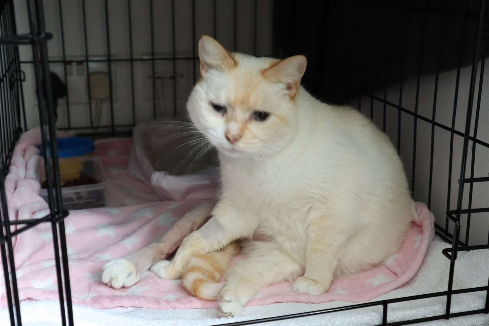 Butterscotch the cat recovering from being run over at Saddlebrook Park