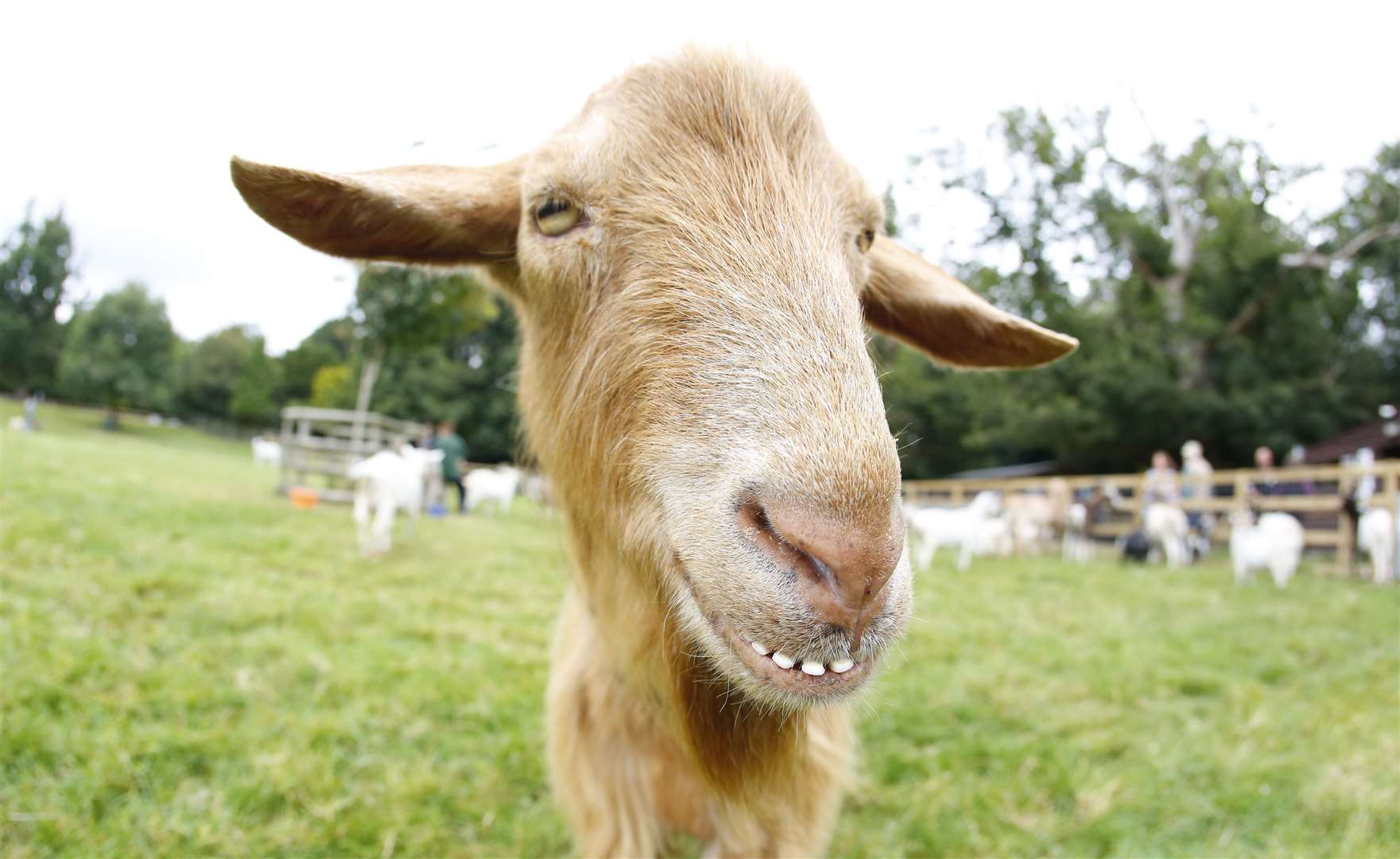 Buttercups Goat Sanctuary looks after 150 animals