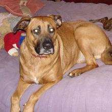 Libby, the rescue mastiff cross, who has been reunited with her owner six years on.