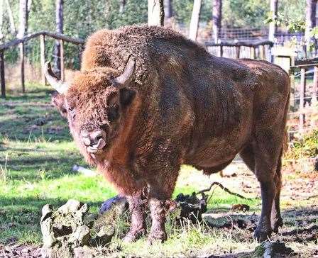 One of the bison at Wildwood. Picture: Wildwood