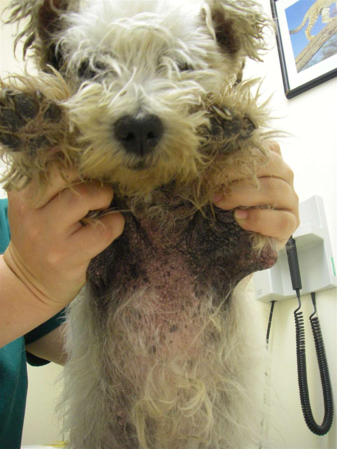 The neglected terrier. Picture: RSPCA