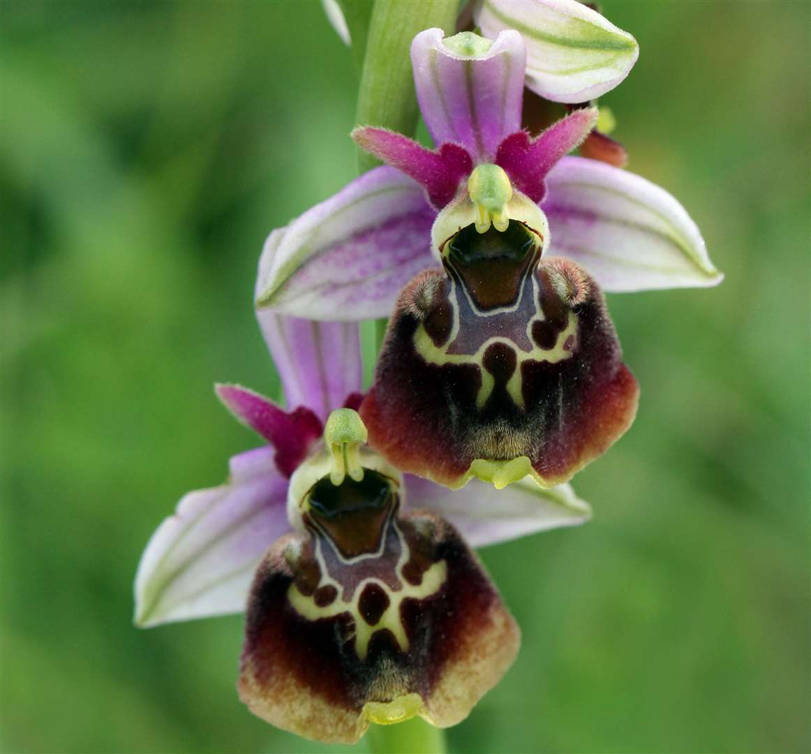A late spider orchid Picture: Jon Dunn