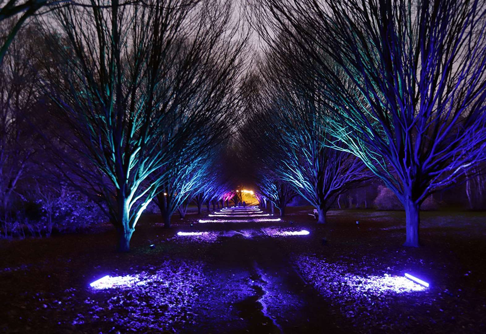 The Glow Arts illuminated trail through the woodland and park Picture: Nick Johnson