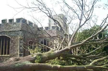 The giant oak--miraculously felled without any damage