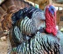 Terence the turkey is available to adopt on the Kent Life website