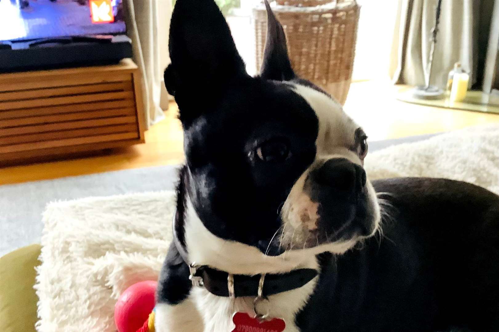 Patti is a three-year-old Boston terrier