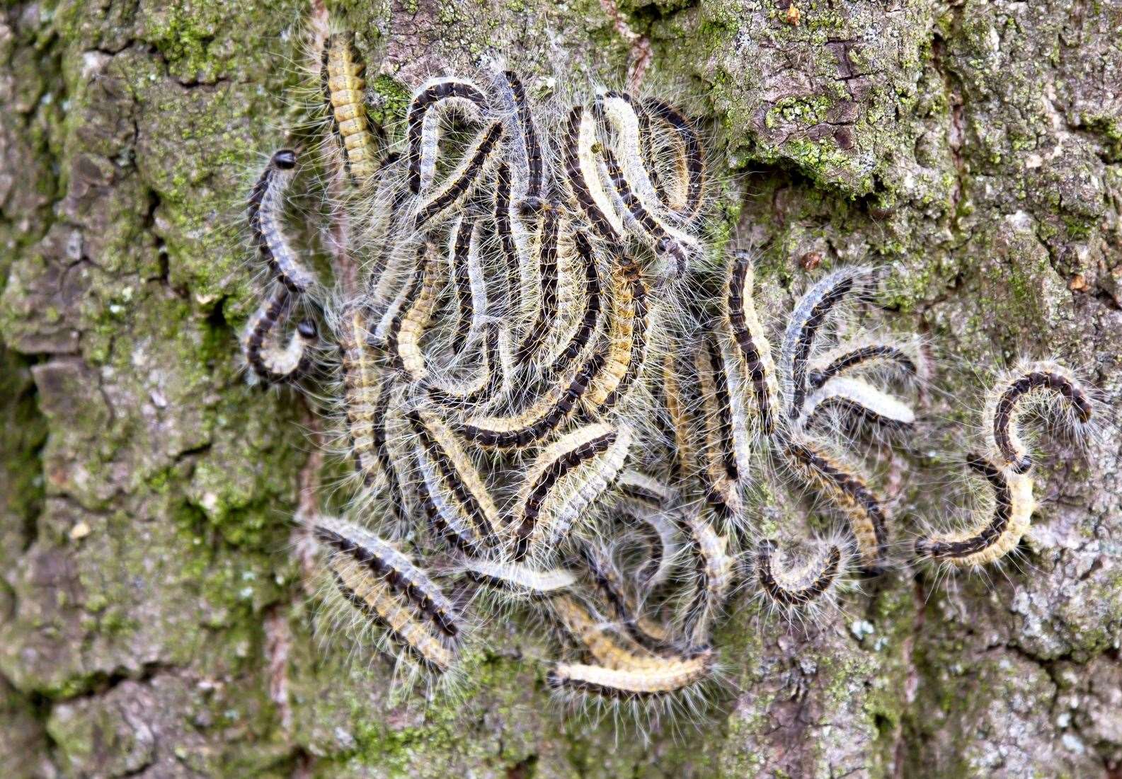 The caterpillars emerge between May and July before turning into adult moths
