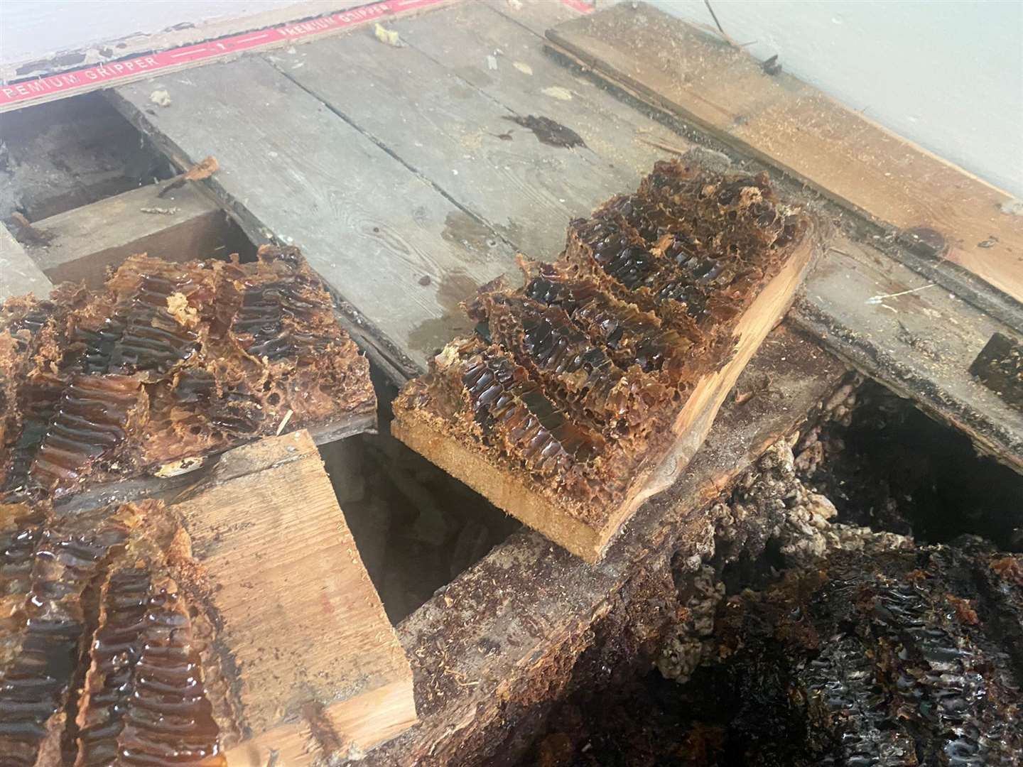 They were shocked at what they discovered when they pulled the floorboards up at their home in Folkestone. Picture: SWNS