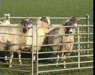 Sheep at Hadlow College, Hadlow