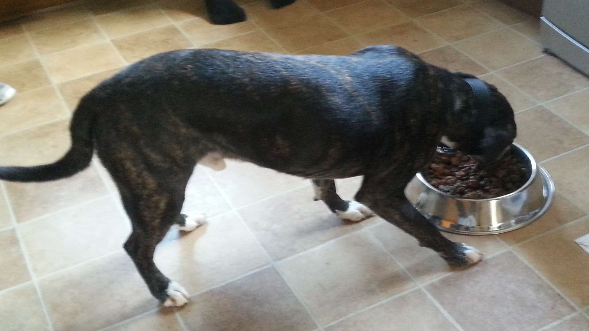 Max laps up a well-deserved meal after his ordeal