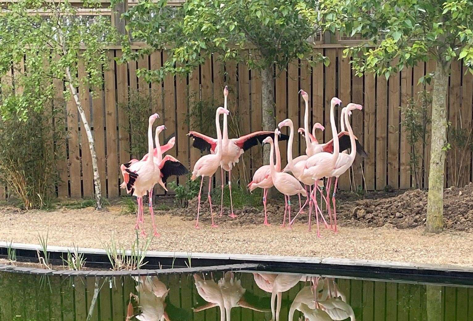 The flamingos have been in their inside enclosure since last year. Picture: The Fenn Bell Conservation Project