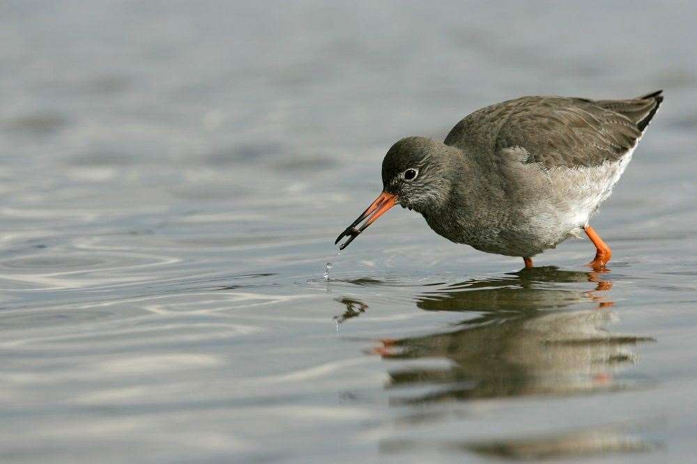 The redshank is one of the many bird species enjoying the renovation work at Seasalter