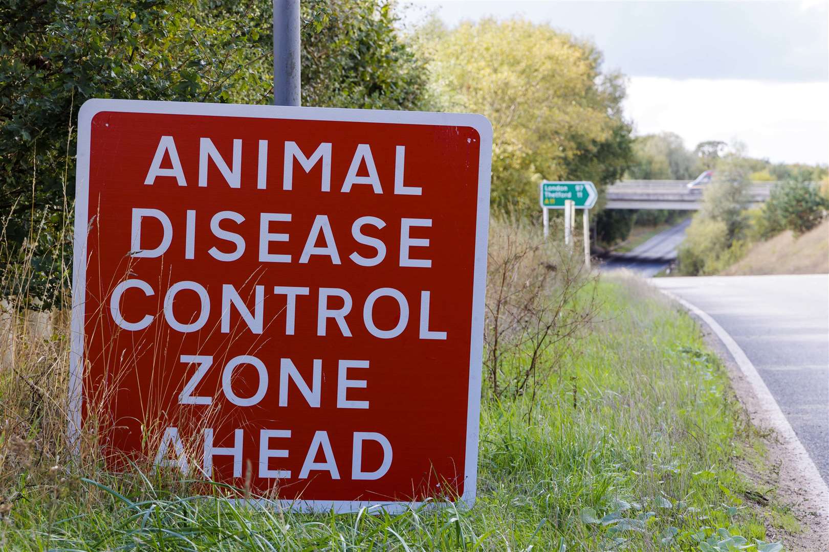 An Avian Flu Prevention Zone has now been declared for the whole of the UK. Picture: Mark Bullimore Photography 2022.