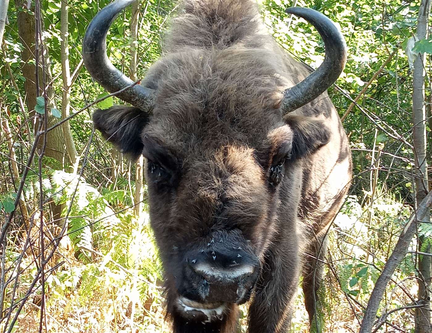 The bison have been in the woods for a month