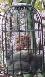 Rats, like these spotted in a bird feeder at Wye, are on the increase