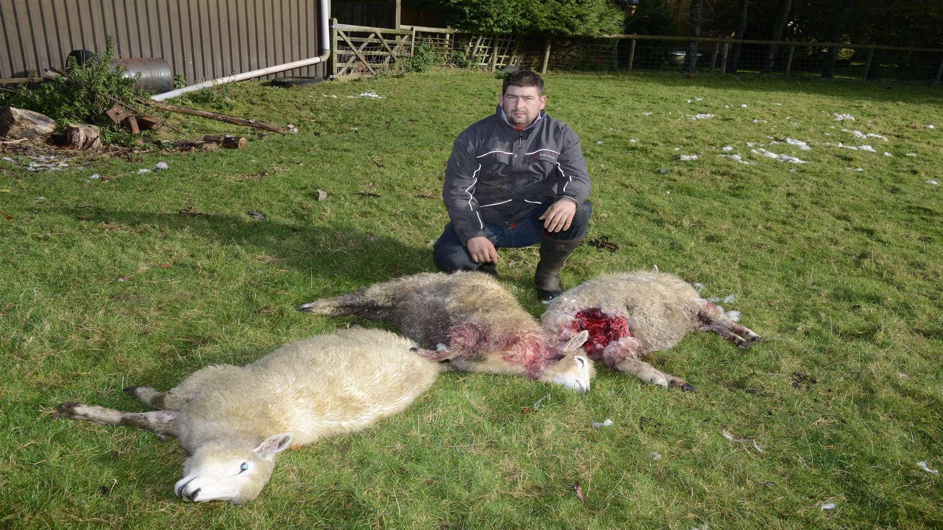 Farmer Alex Pynn was devestated to discover three dead sheep