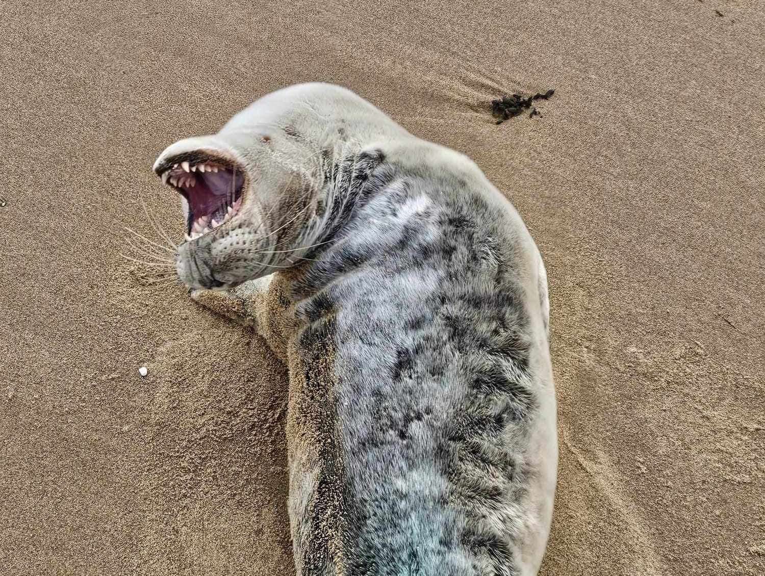 After being found on Joss Bay in Broadstairs, the seal was taken to the RSPCA in Hastings. Picture: Mark Noone