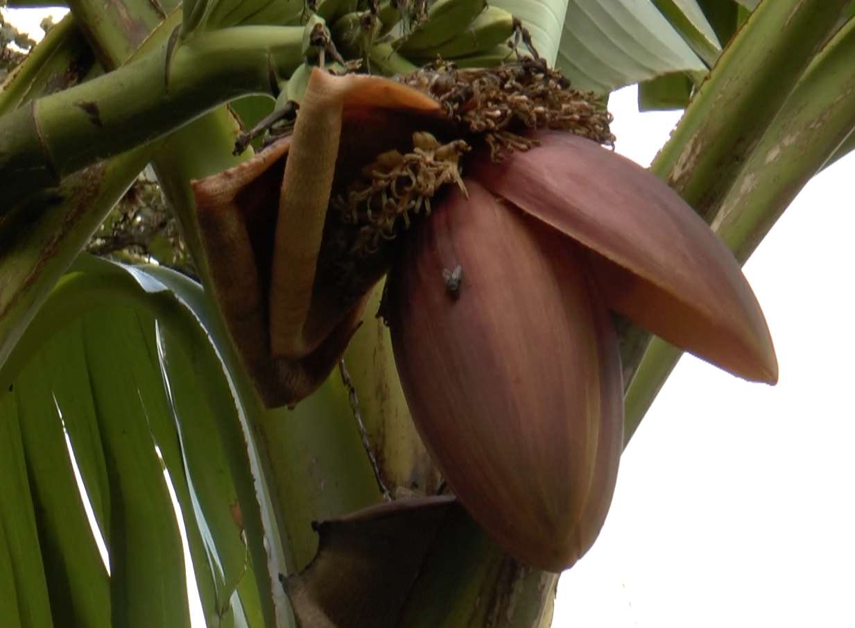 Bananas don't normally survive in our climate