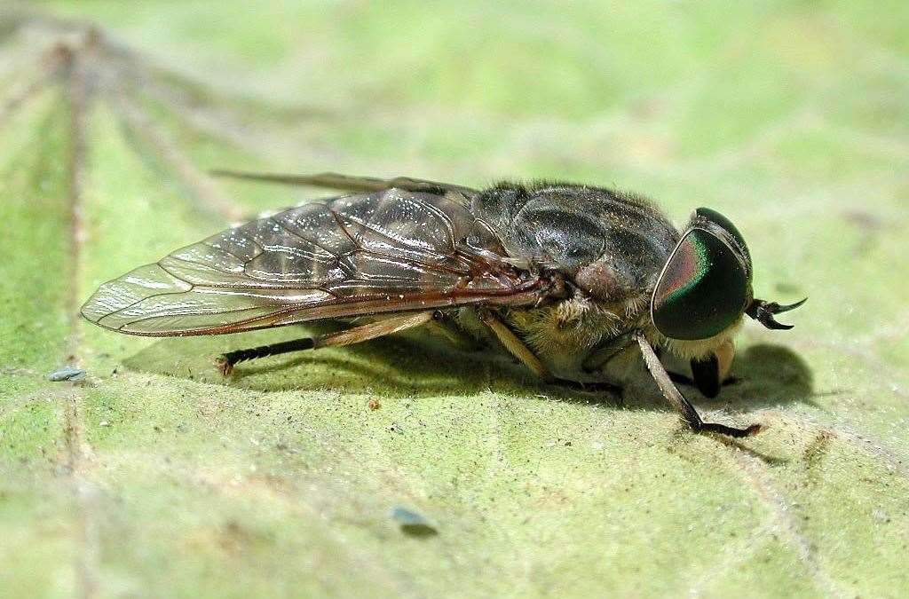 An image of a large horsefly. Image: Dungeness RSPB Observatory.