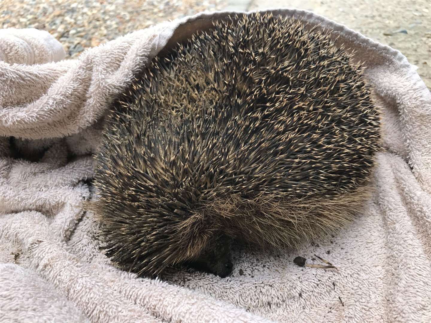 The RSPCA and fire brigade had to save the hedgehog from it's prickly situation. Picture: RSPCA