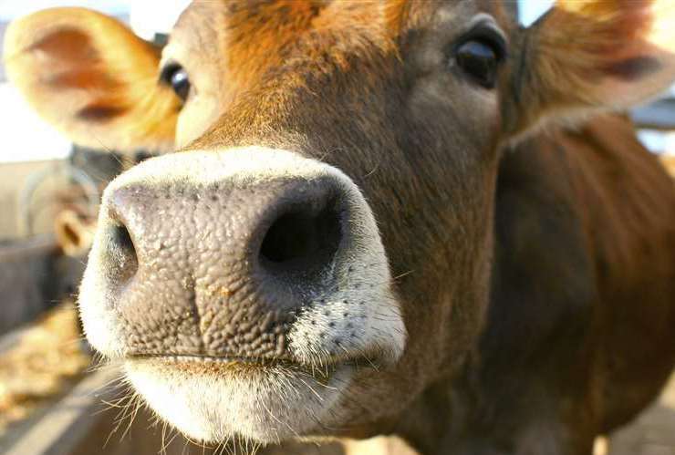 There is no cure for cows with Neospora. Stock Image