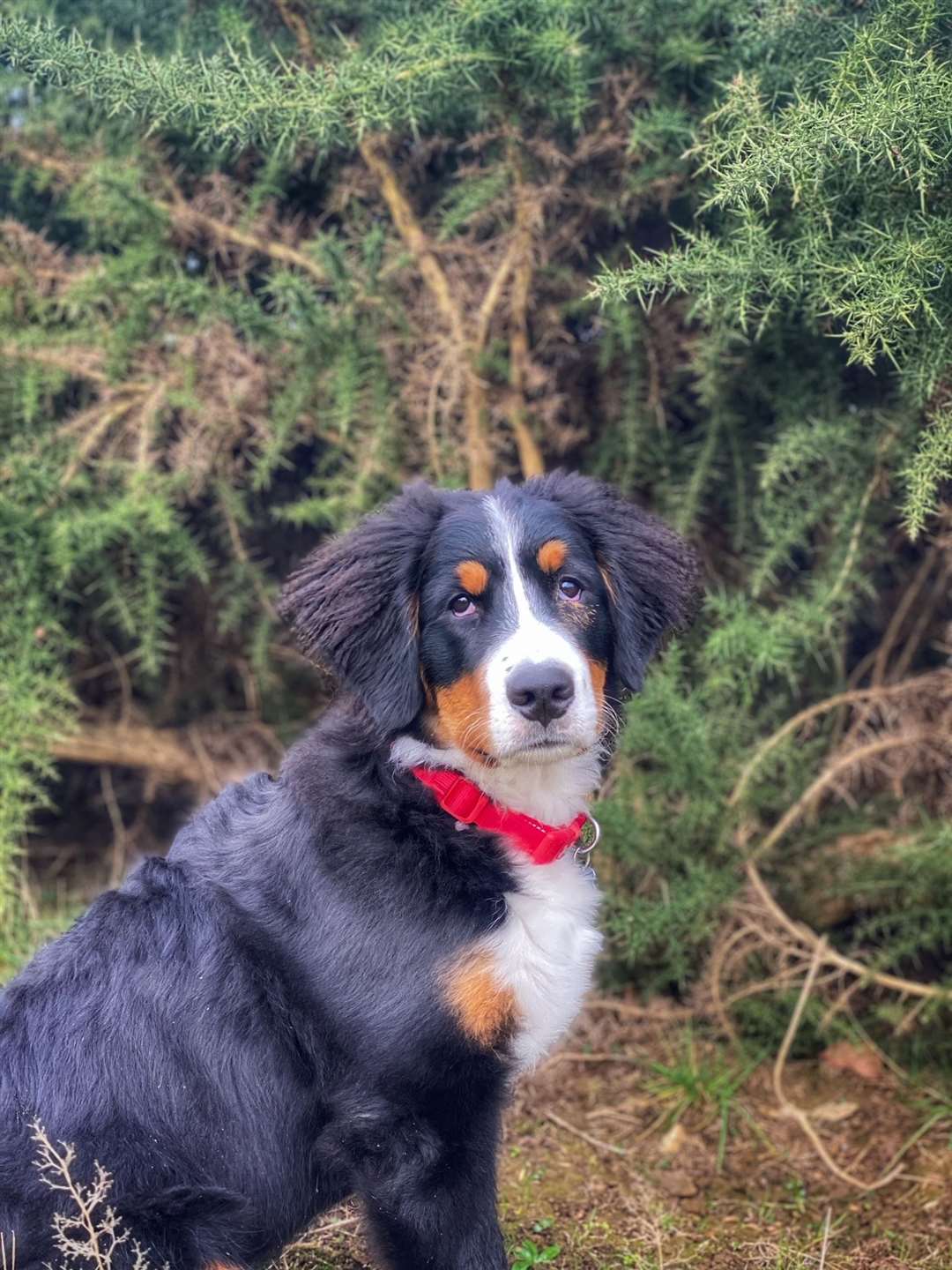 Hudson as a puppy