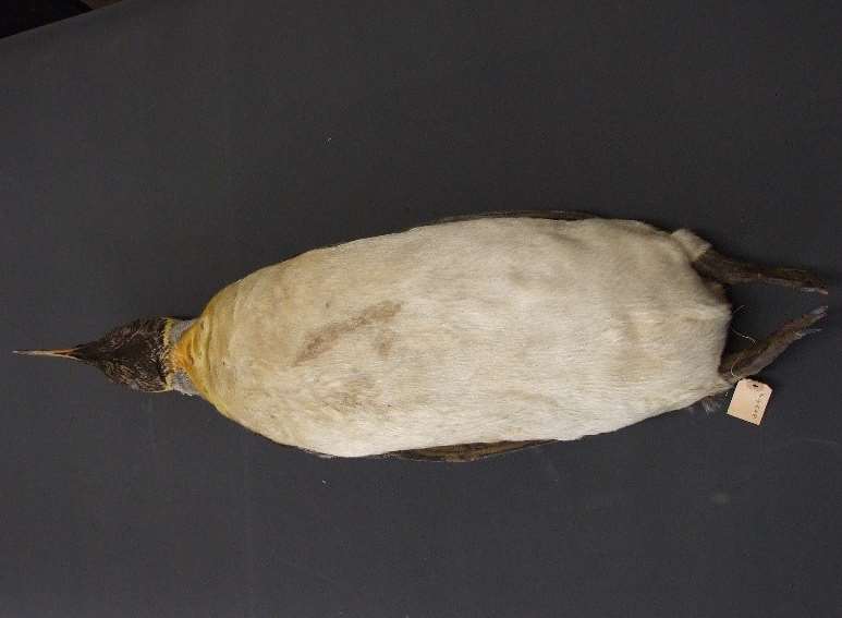 Shackleton's penguin was among the finds
