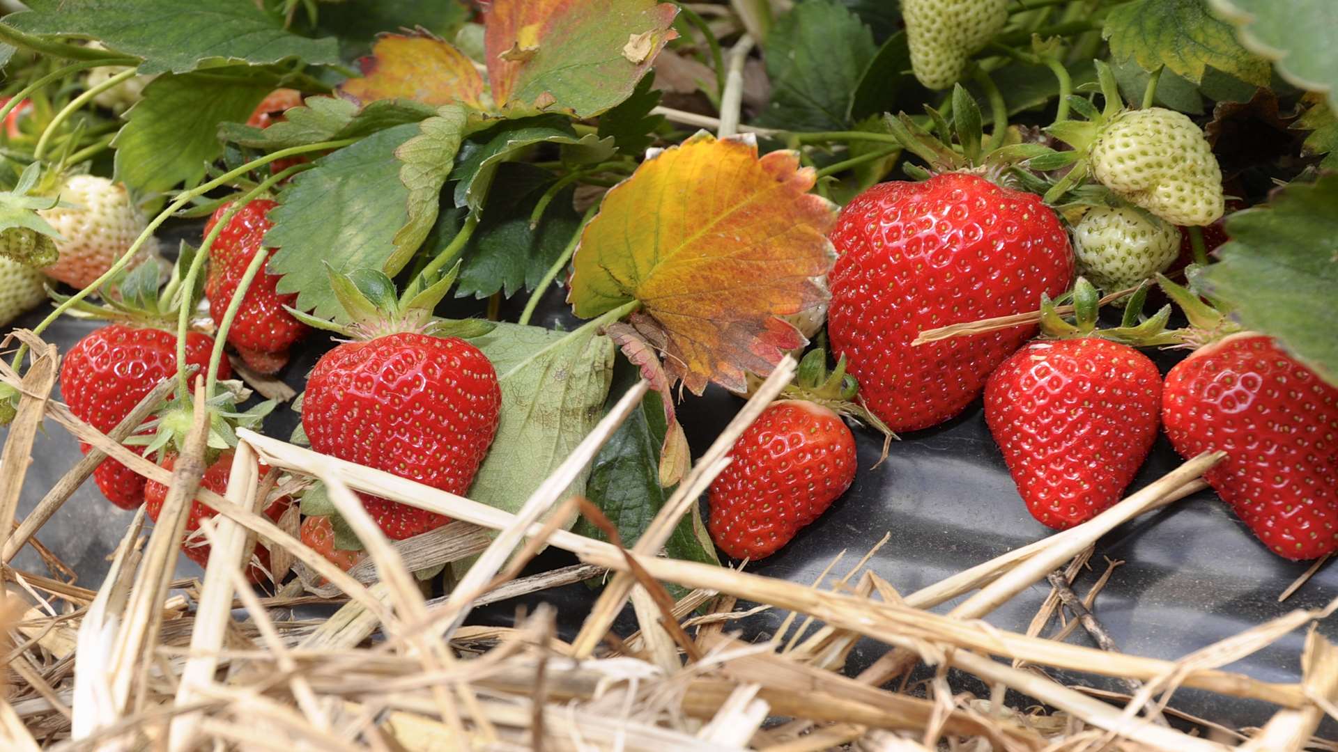 Strawberry farmers could improve their crops with new technology developed in Kent