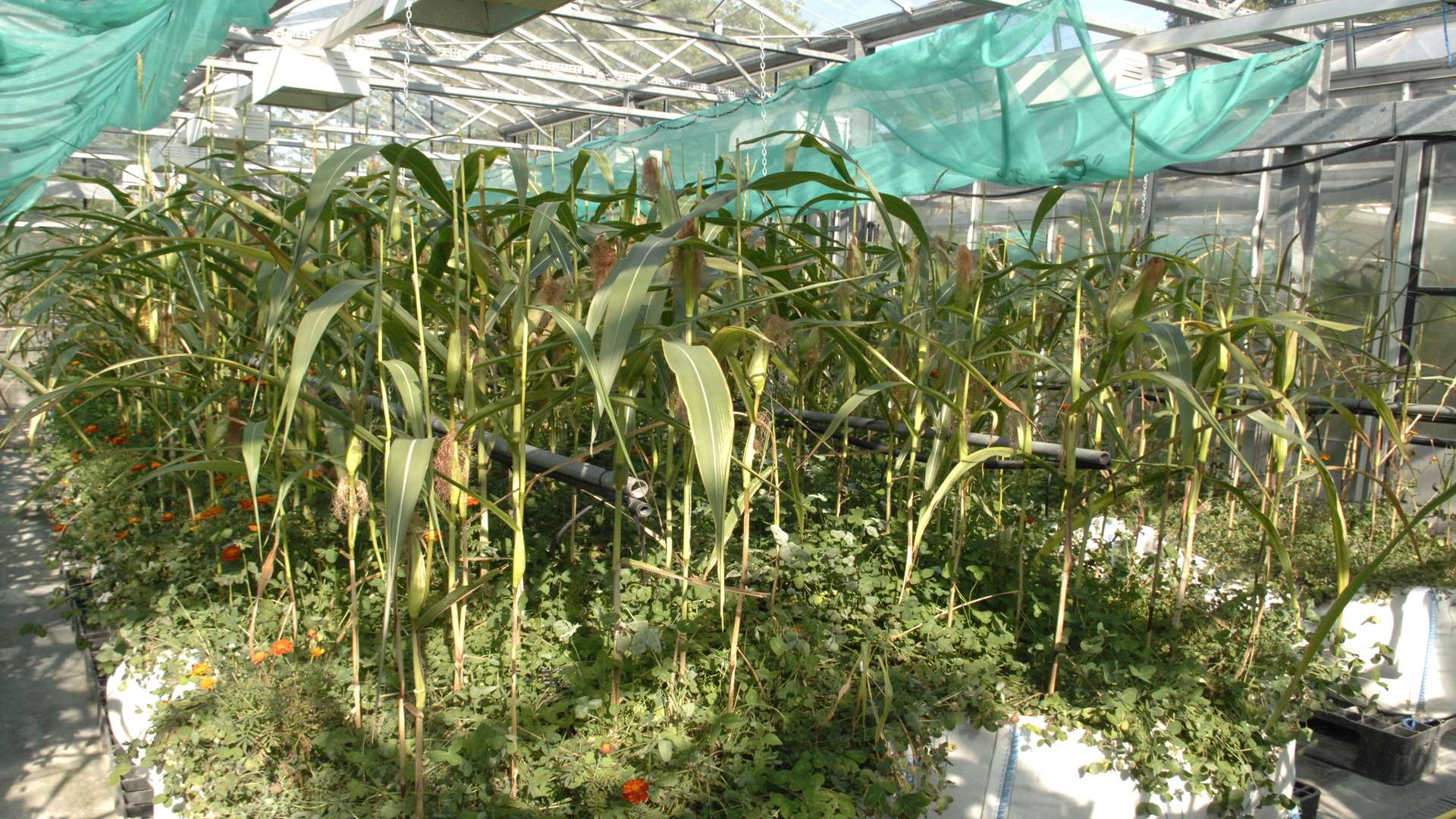 One of the greenhouses at Plantworks in Kent Science Park