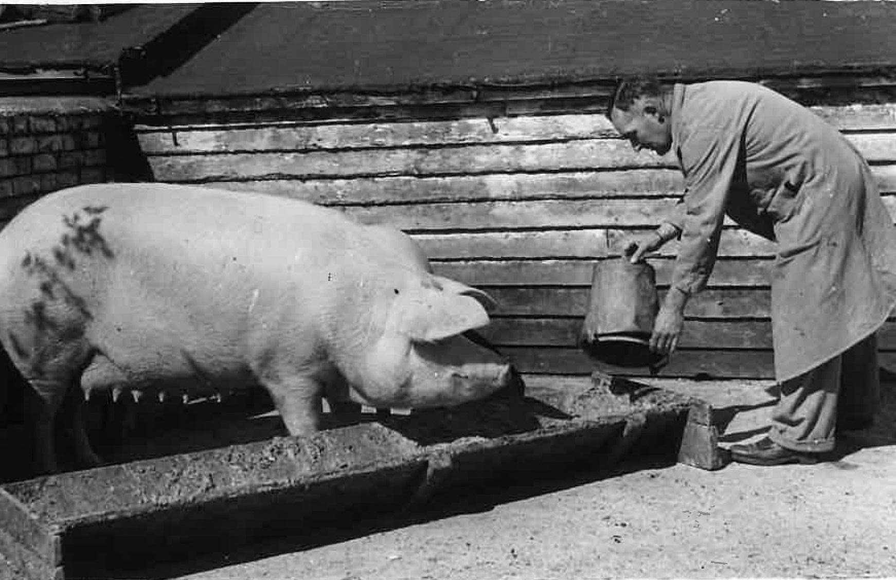 Some believe that Orwell got his inspiration for Animal Farm through working at the Preston Hall piggery