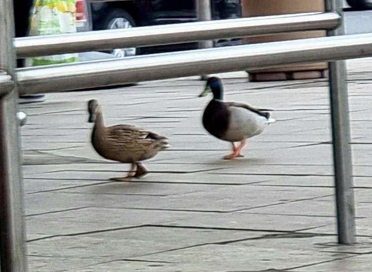 The ducks were regulars at the supermarket. Picture: Vikki Montague