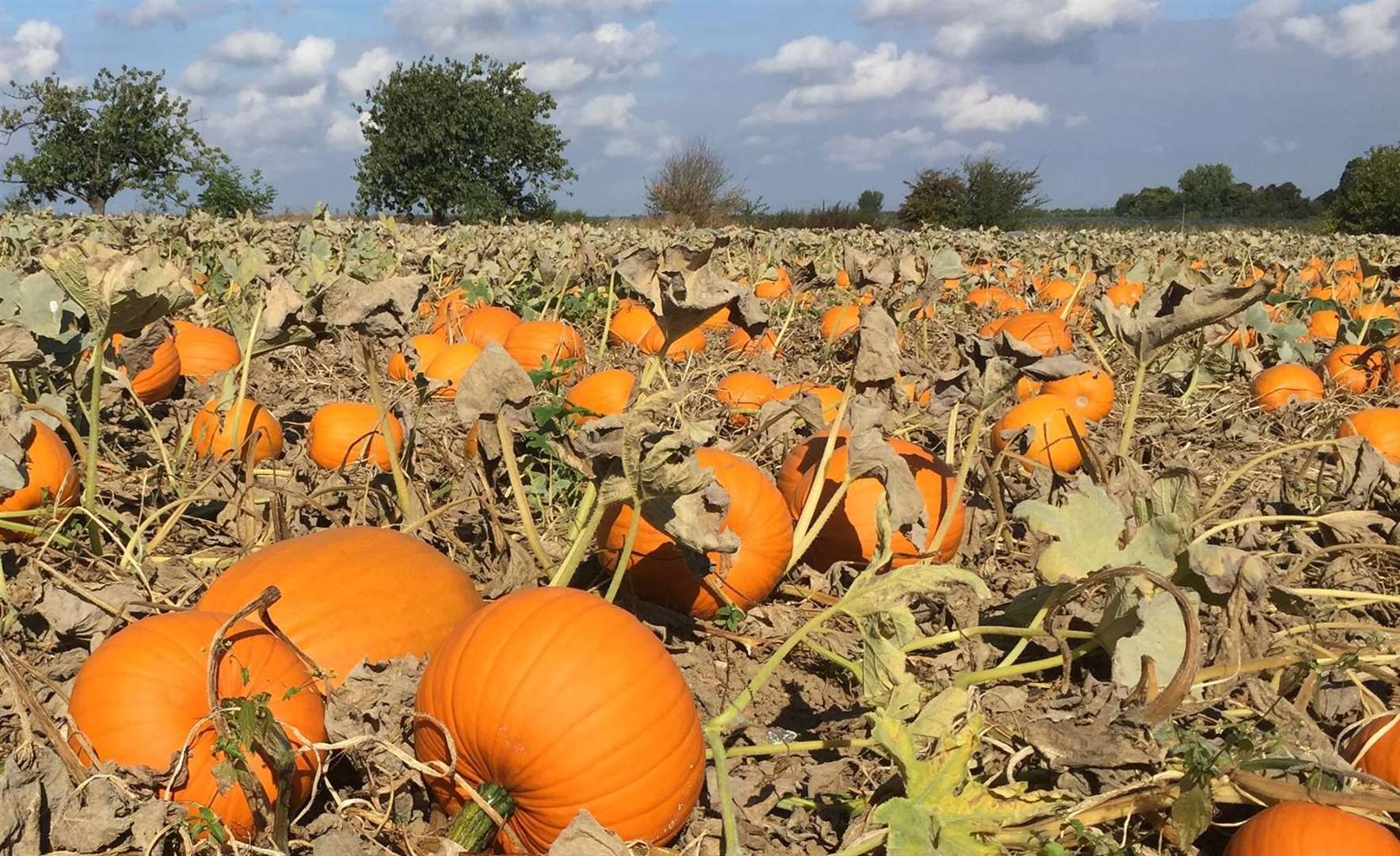 Pumpkins have sold out in the past so make sure you visit the pumpkin patches early. Picture: Saffery Farm Facebook