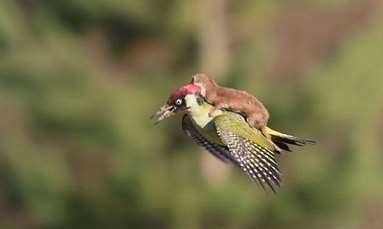 The weasel riding a woodpecker. Picture: Martin Le-May