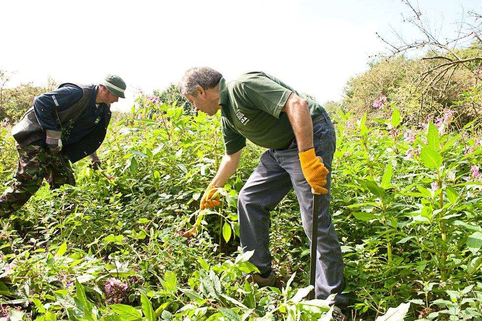 Volunteers Dave Morvan (left) and Don Croker pulling up weeds